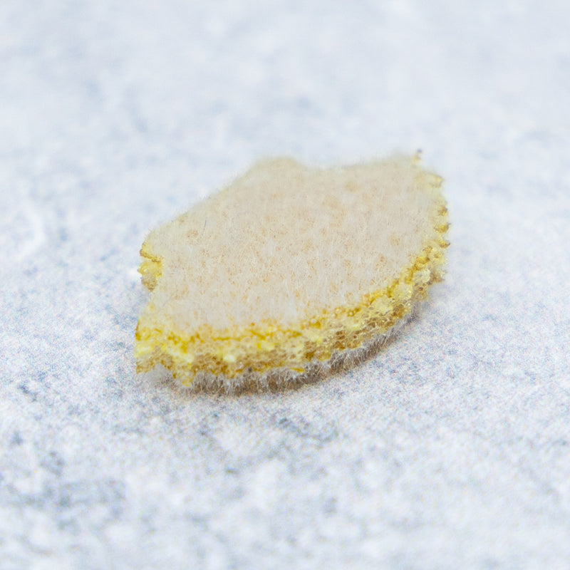 Fuzzy Laser Shells - Blue Crab